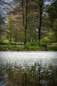 Hladina rybníka - Studnice / Drahýška