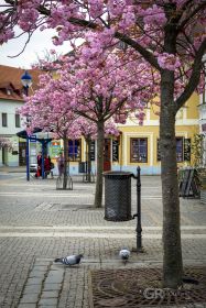 Rozkvetlé stromy - JH, Masarykovo nám.