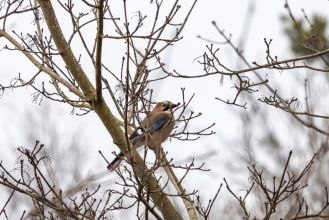 Sojka obecná - f/5,6 1/40s ISO100, ohnisko 250mm