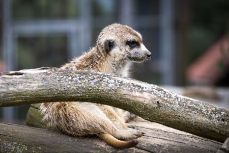 Zoopark na Hrádečku