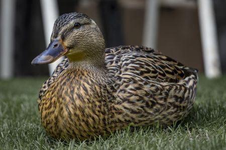 Kachna Blanka a pak chvilku u rybníka