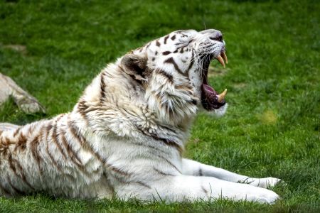Tip na výlet? To je divočina v ZOO Dvorec.